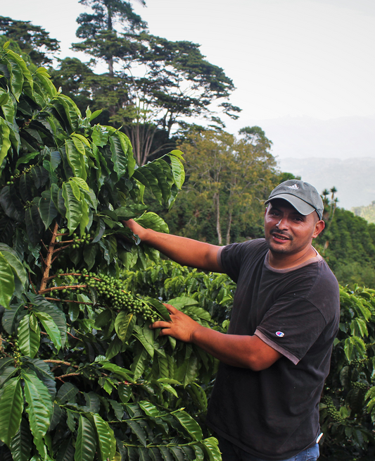 Arianita - Santa Bárbara, Honduras