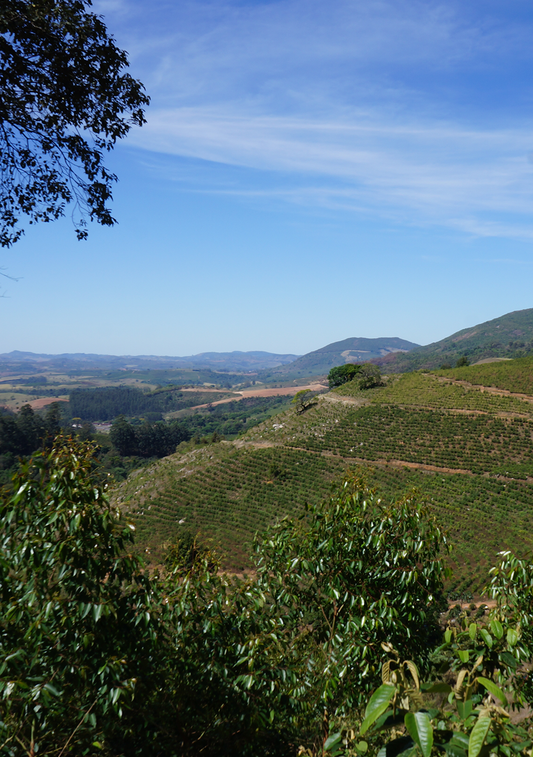 Winter Coffee - Barreiro Yellow Bourbon, Brazil