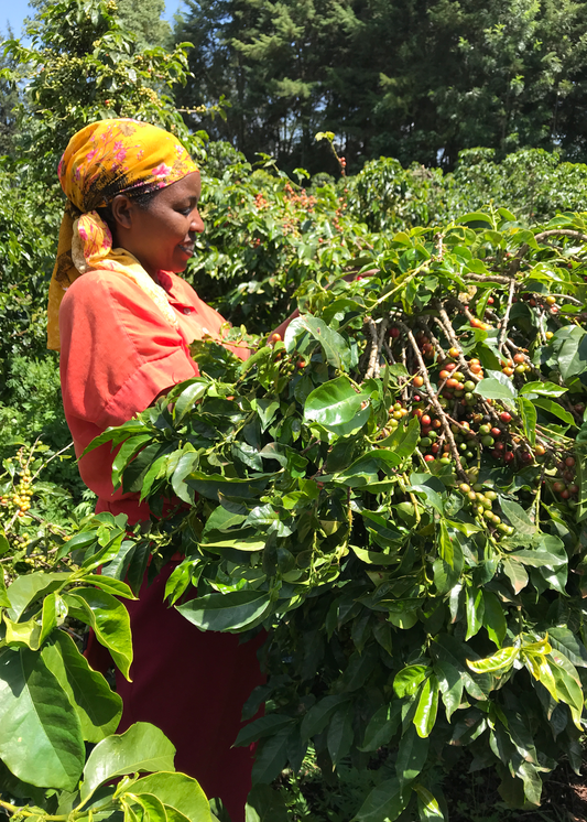 Rukira - Nyeri, Kenya