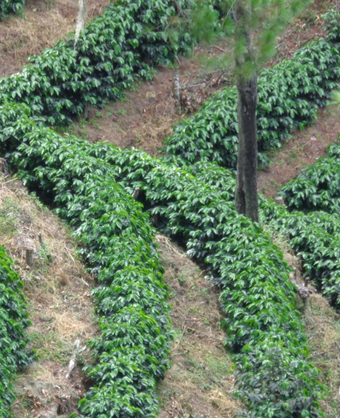 Un Regalo de Dios - Cup of Excellence, Nicaragua