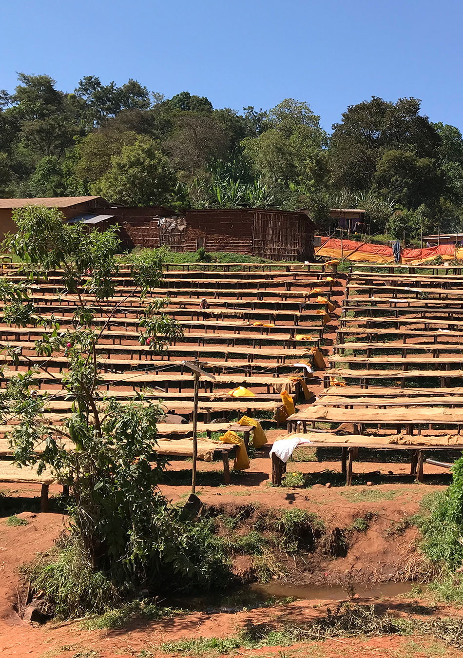 Tade Espresso, Ethiopia