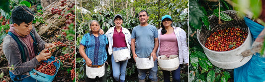 The Sanchez family grows coffee for the future
