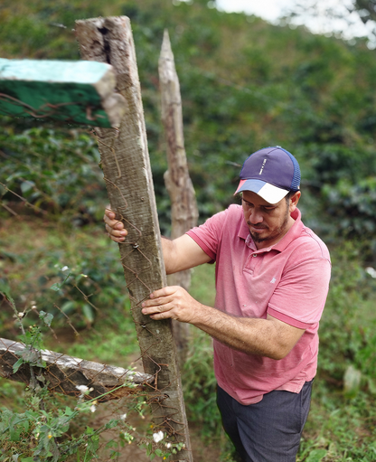 El Limo Geisha - Honduras