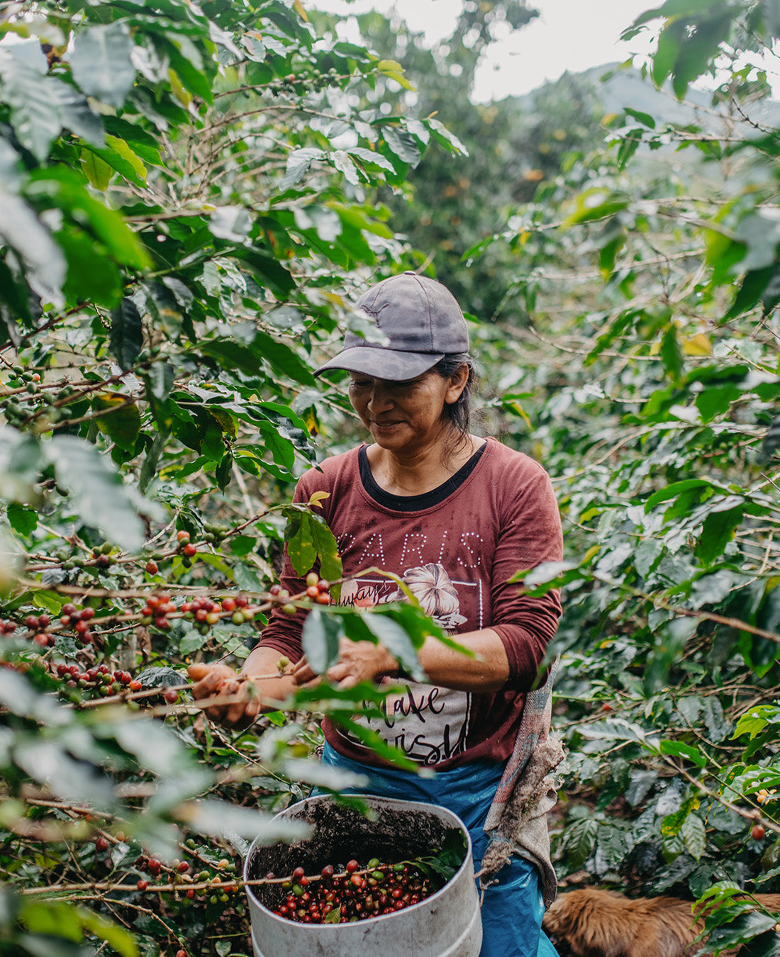 Winter Coffee - Marimar Sanchez, Peru