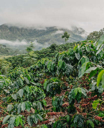 Winter Coffee - Marimar Sanchez, Peru