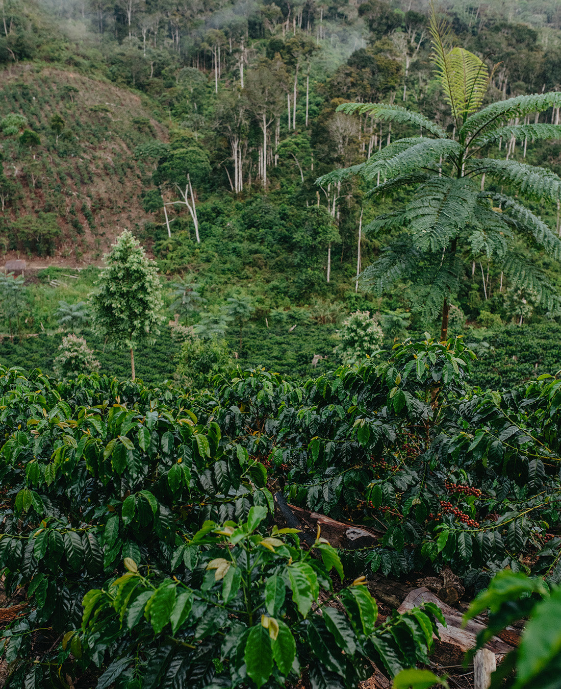 Winter Coffee - Marimar Sanchez, Peru