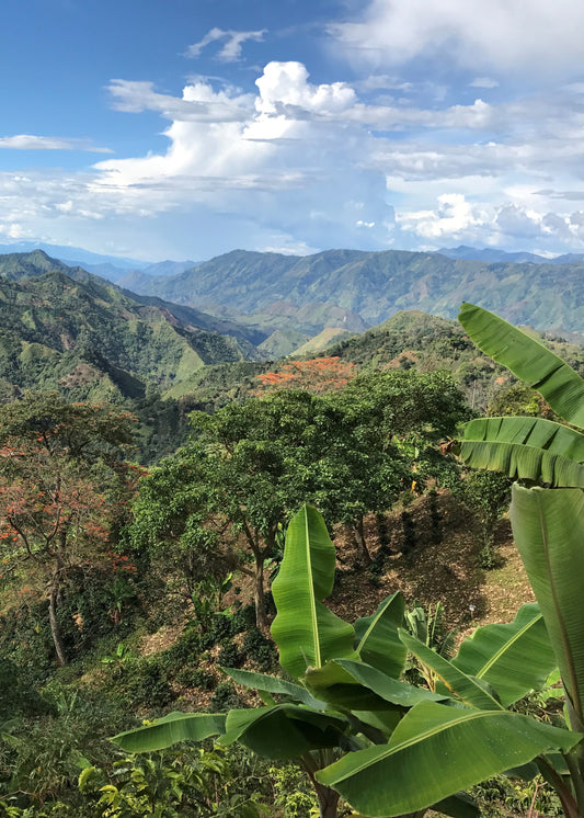 Planadas Espresso - Tolima, Colombia