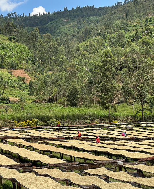 Easter Coffee - Tumba, Rwanda