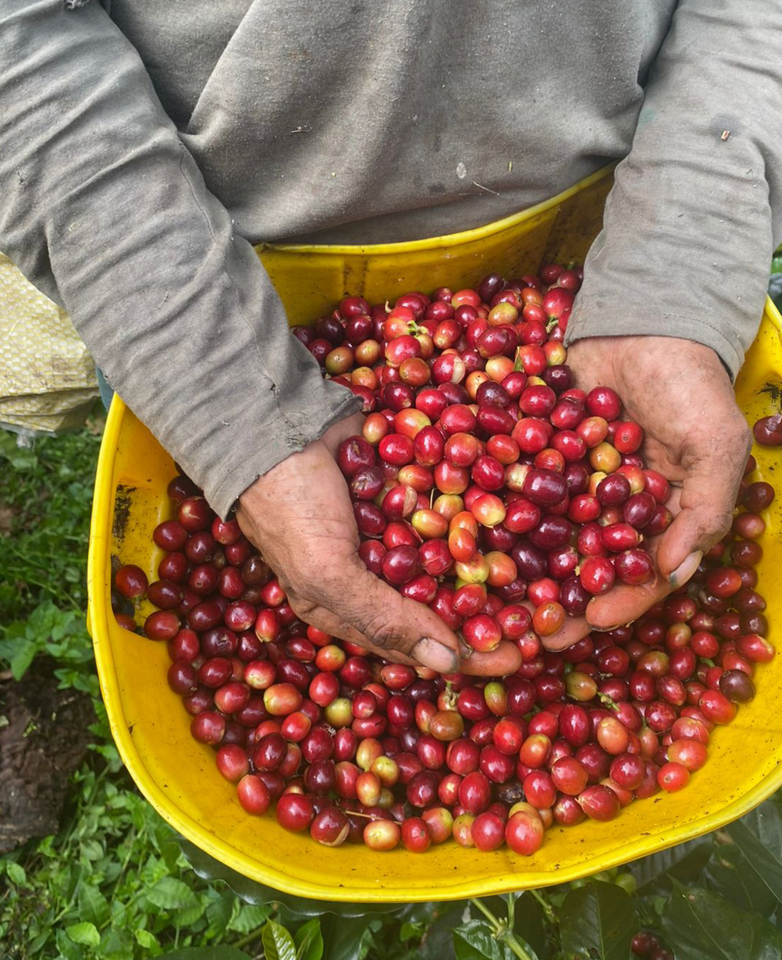 Virgelina Suarez - F8