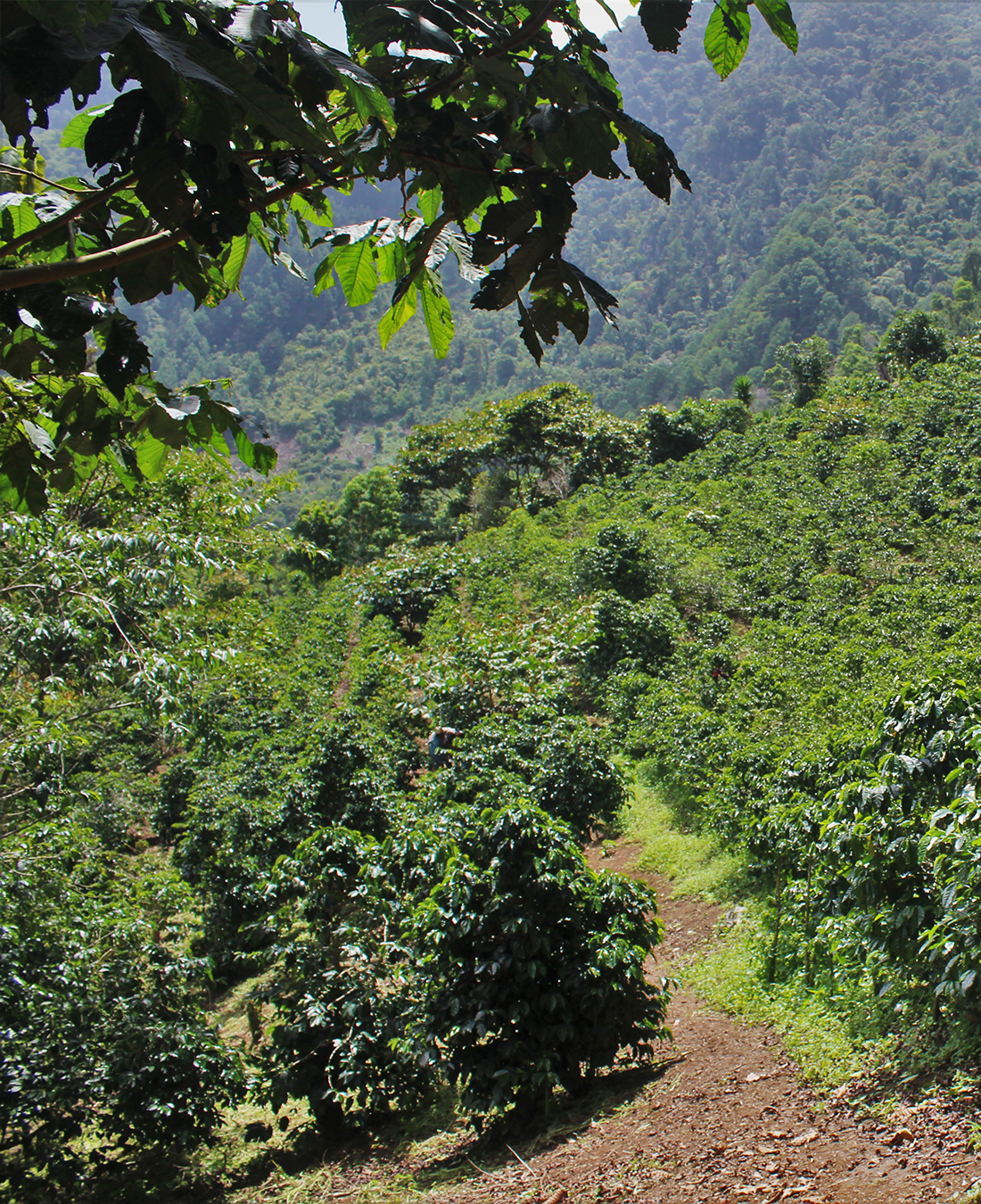 Arianita - Santa Bárbara, Honduras