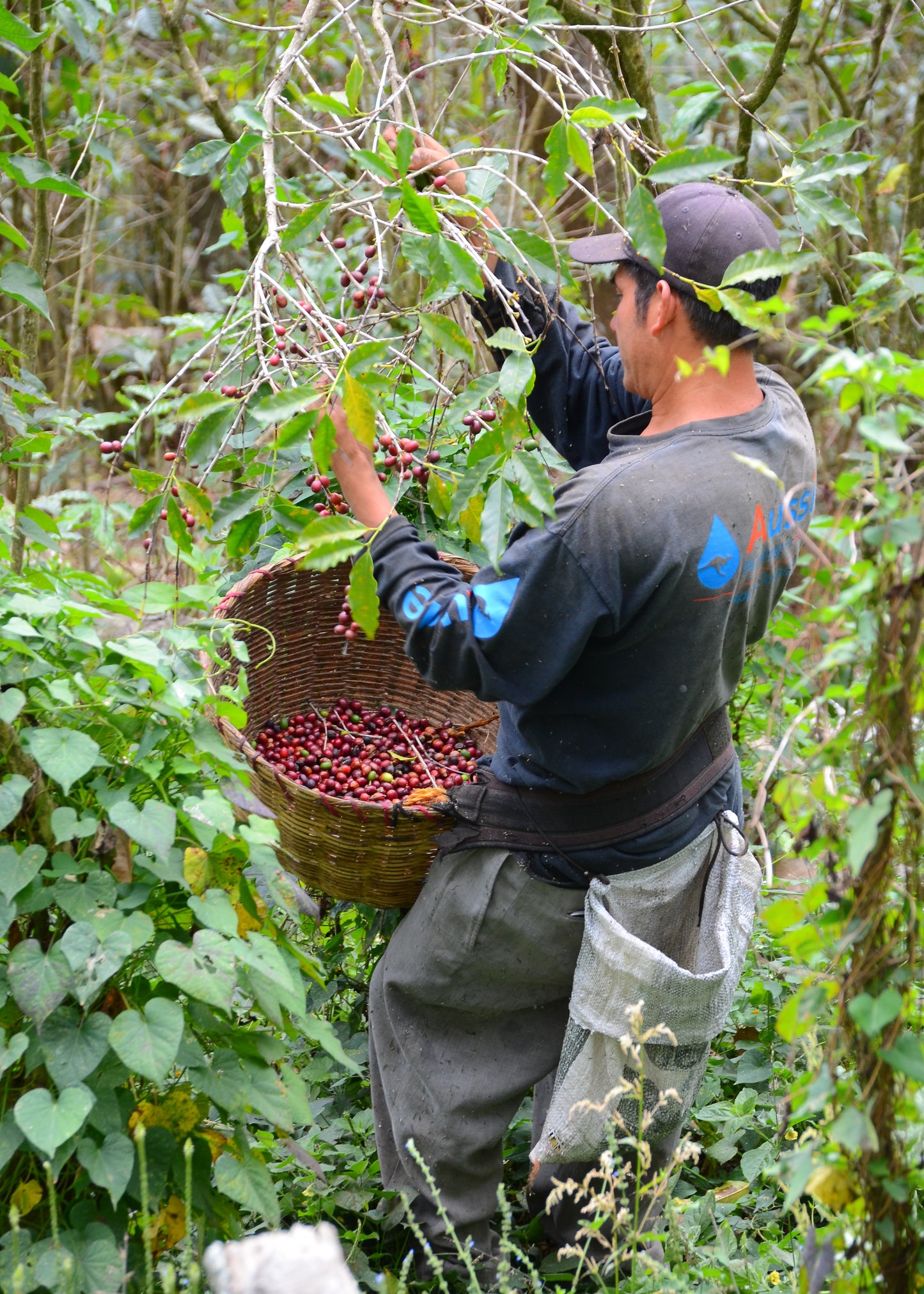 El Salvador - Bourbon Jungle