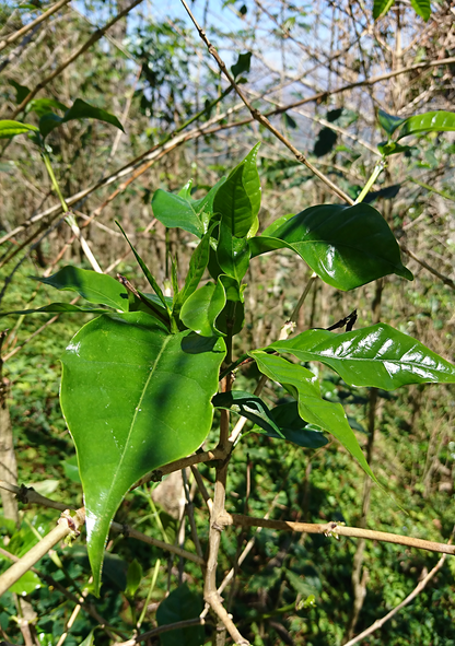 El Salvador - Bourbon Jungle