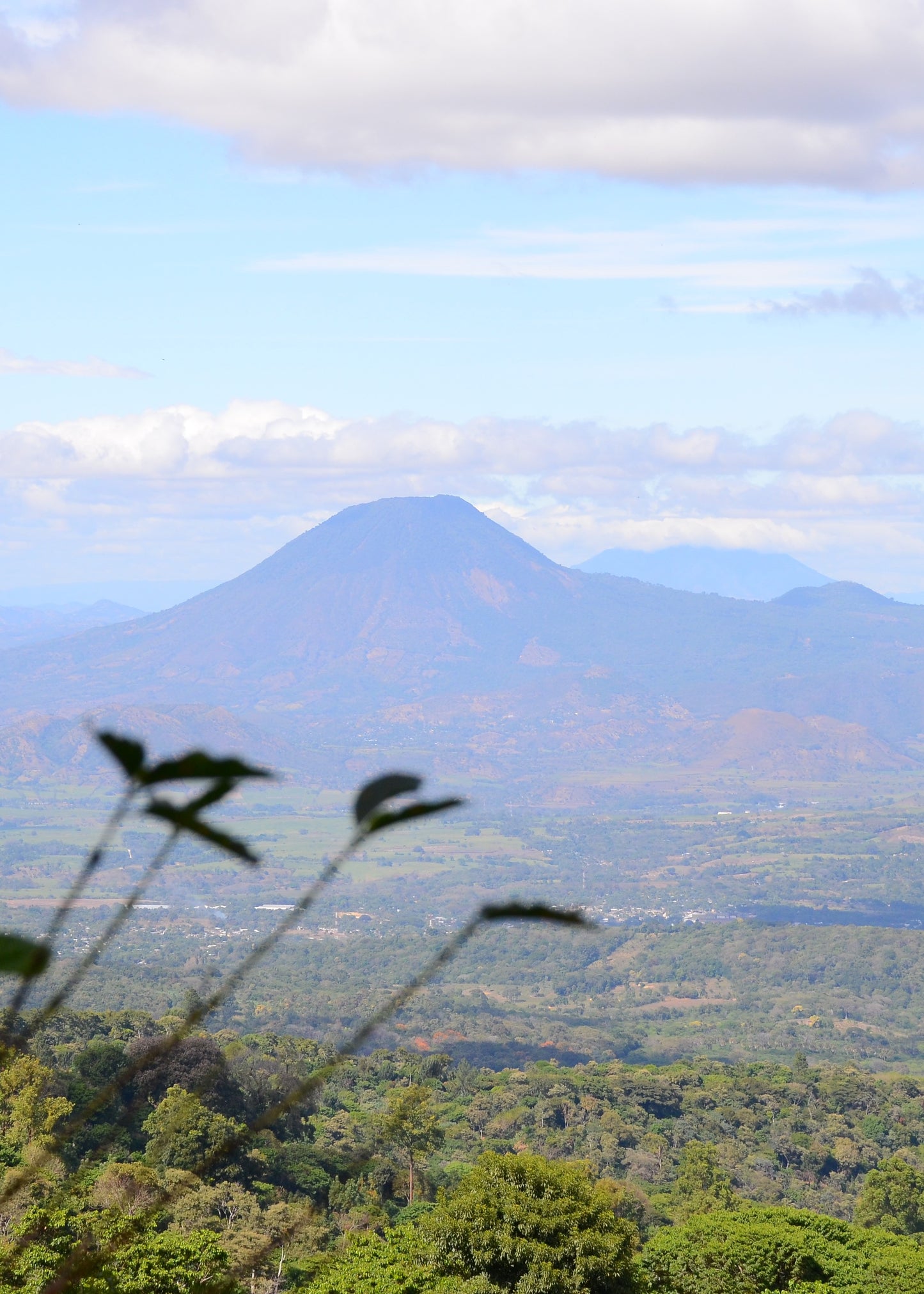 El Salvador - Bourbon Jungle