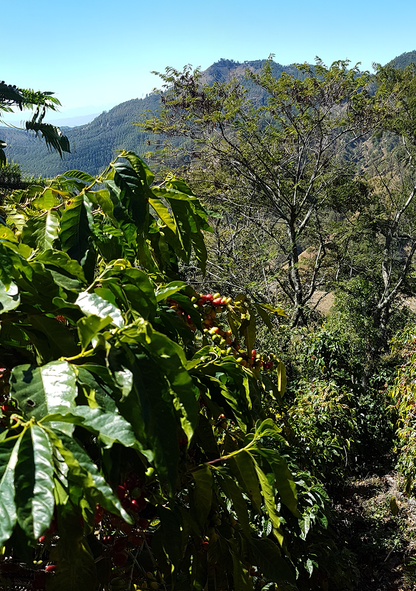 Cerro Los Tamales - El Salvador