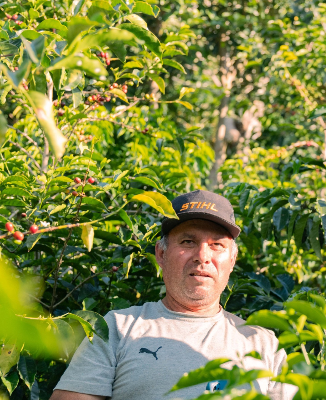 Jimenez Geisha - Peru