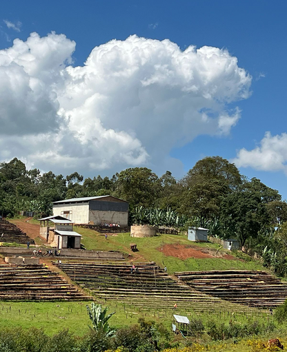 Gerba Dogo Washed - Guji, Ethiopia