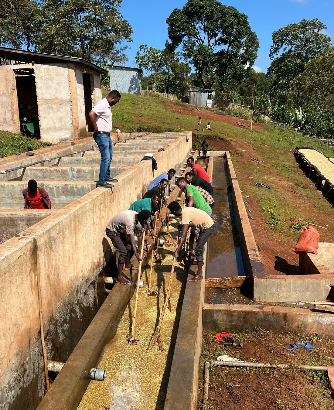 Gerba Dogo Washed - Guji, Ethiopia
