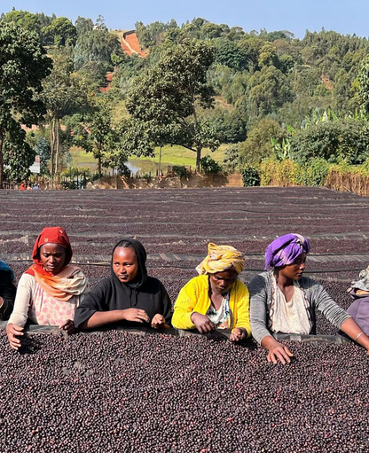 Gerba Dogo Natural - Guji, Ethiopia