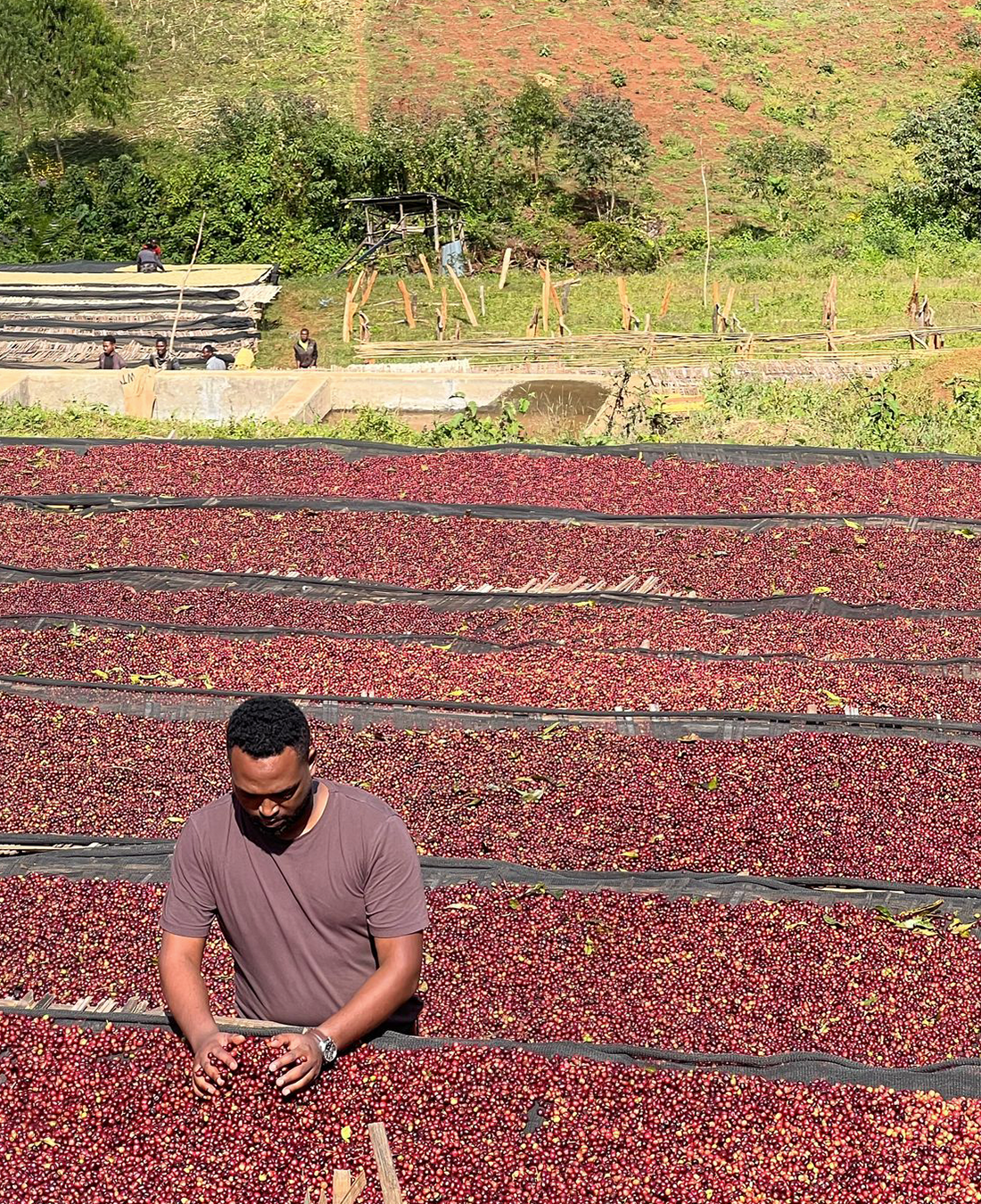 Gerba Dogo Natural - Guji, Ethiopia