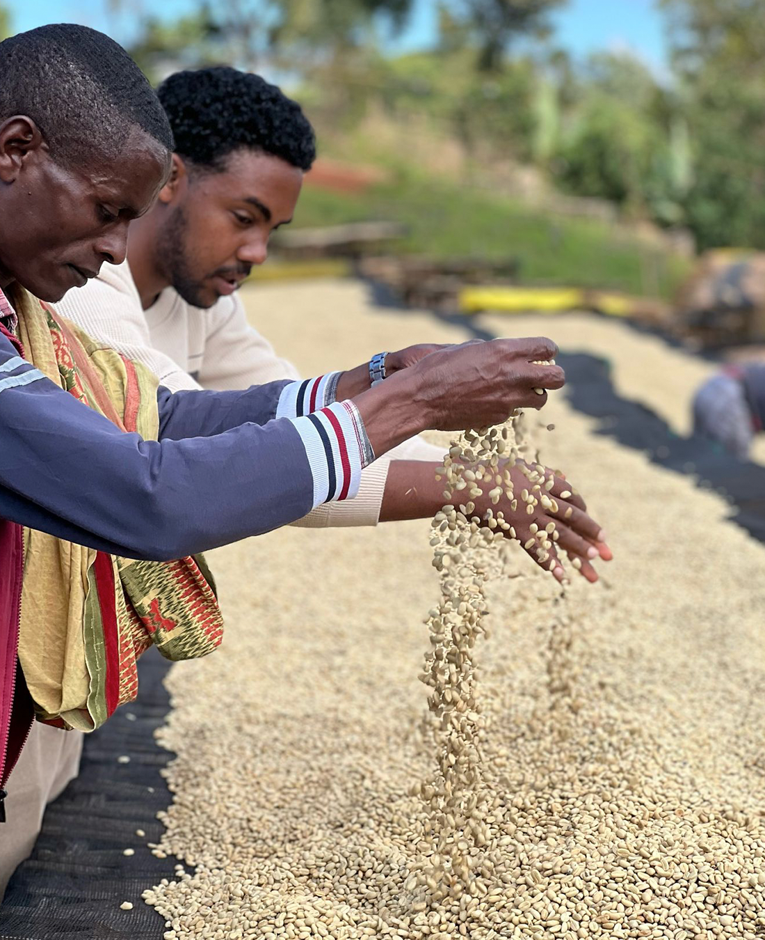 Gerba Dogo Washed - Guji, Ethiopia