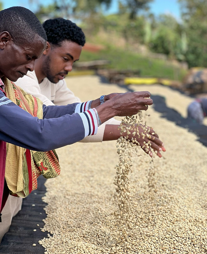 Gerba Dogo Washed - Guji, Ethiopia