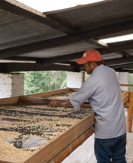 La Trinidad Geisha - Colombia