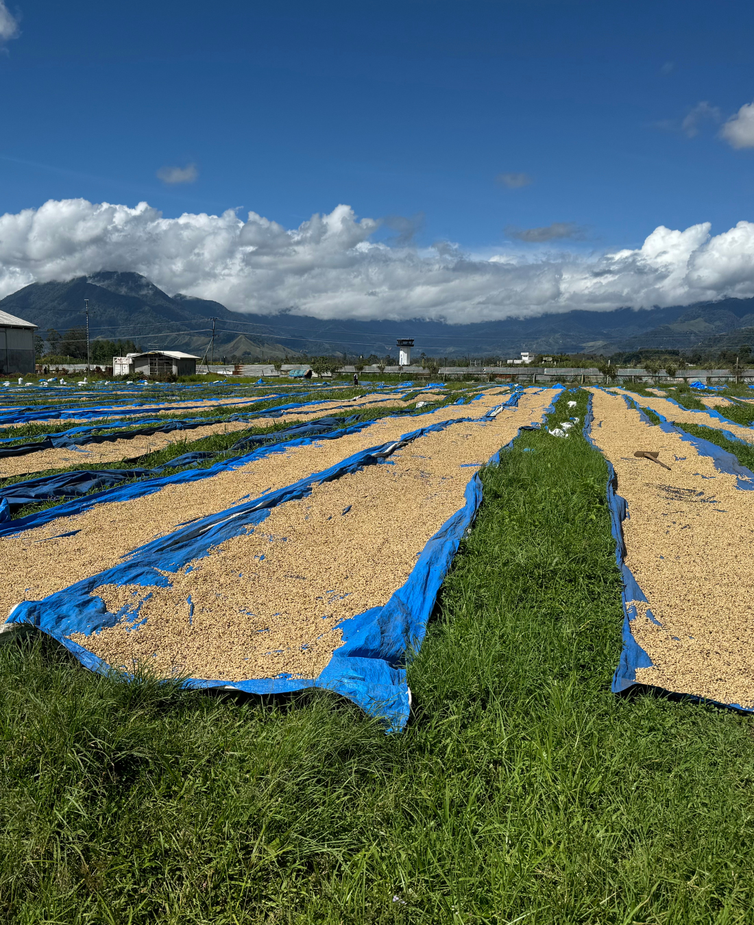 Papua New Guinea - Madan Estate