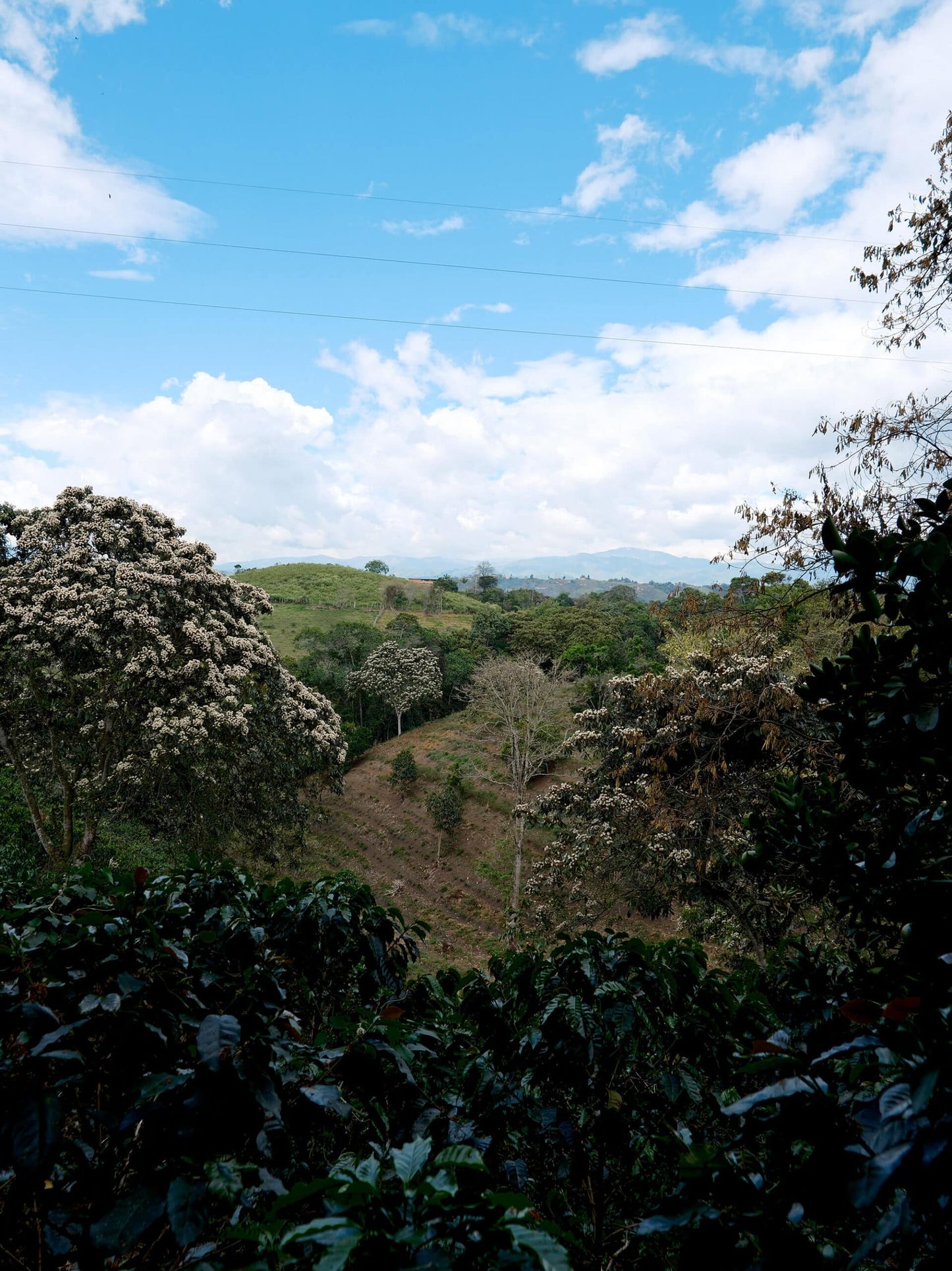 Patio Bonito Geisha - Colombia