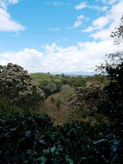 Patio Bonito Geisha - Colombia