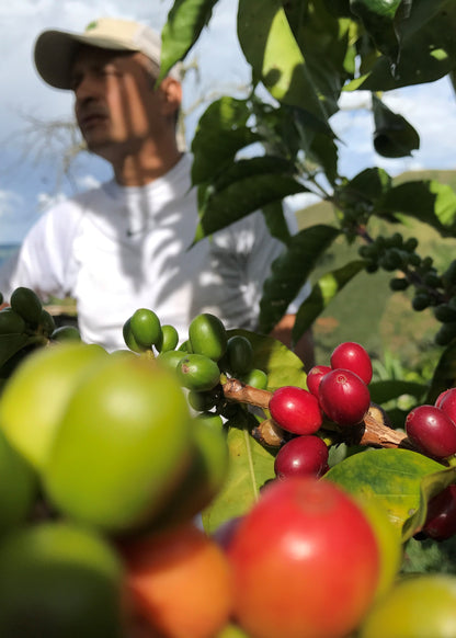 Planadas Espresso - Tolima, Colombia
