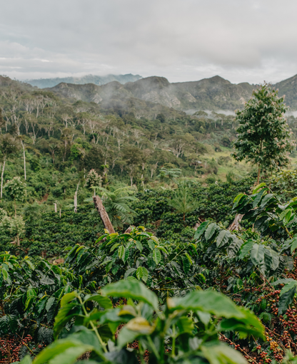 Peru - Sanchez