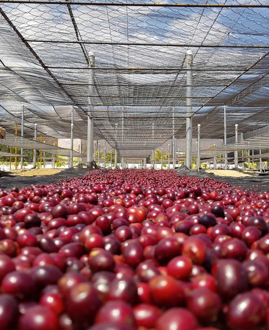Un Regalo de Dios - Cup of Excellence, Nicaragua